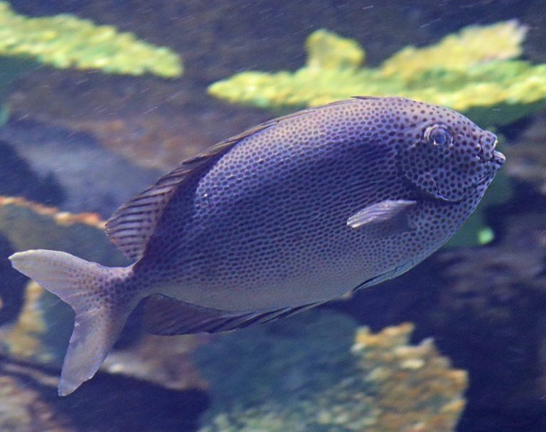 Brown-spotted Rabbitfish