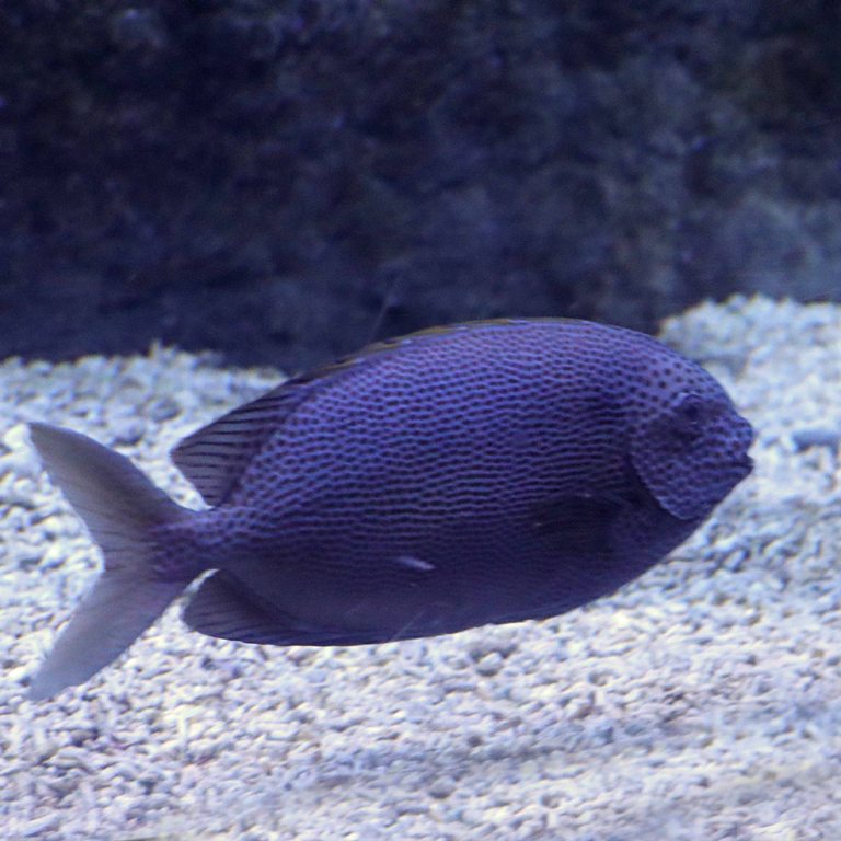 Brown-spotted Rabbitfish