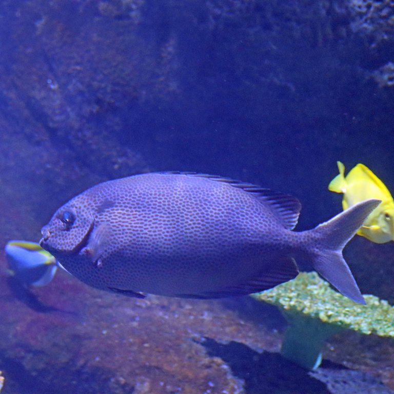 Brown-spotted Rabbitfish