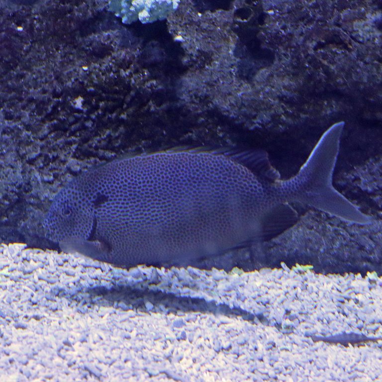 Brown-spotted Rabbitfish