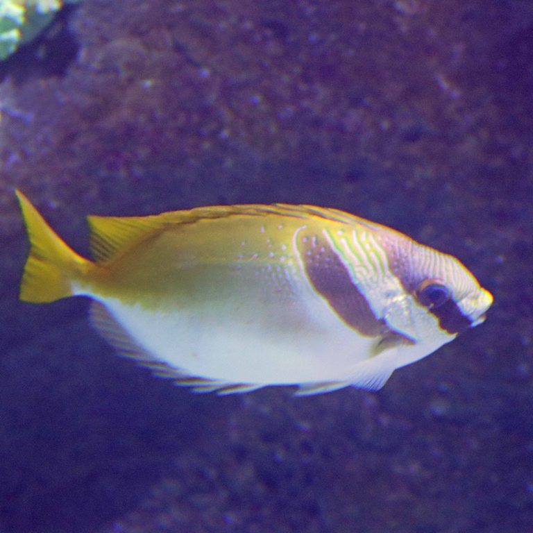 Double-barred Spinefoot