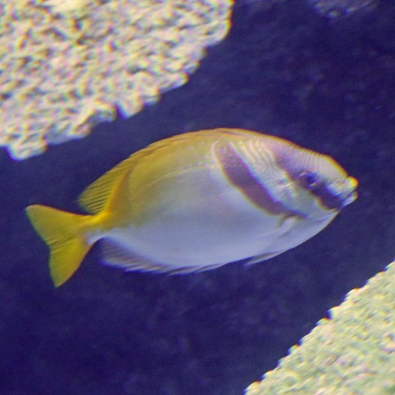 Double-barred Spinefoot