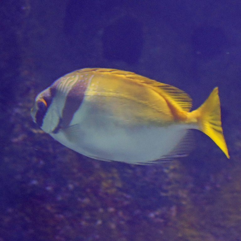 Double-barred Spinefoot