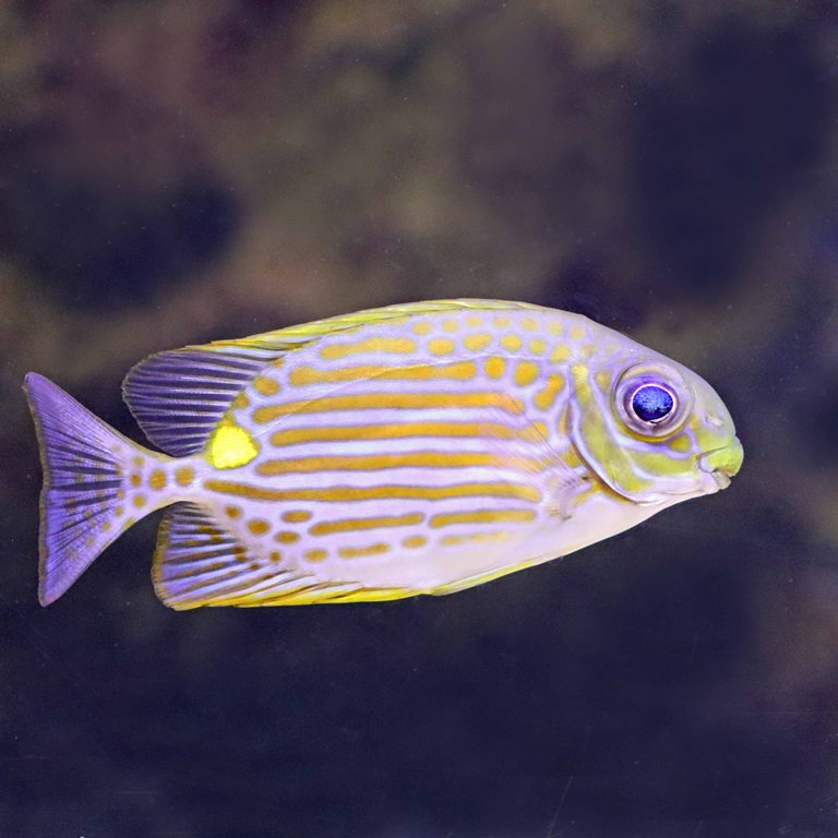 Goldline Rabbitfish