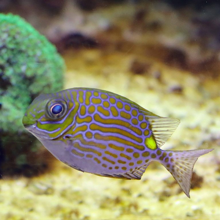 Goldline Rabbitfish