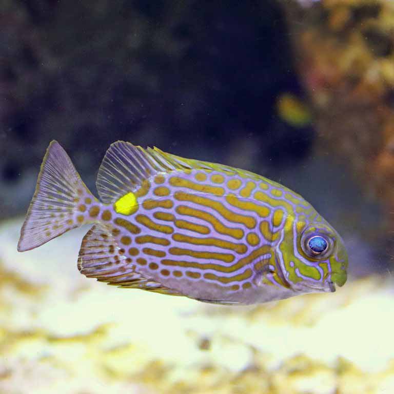 Gold-lined Rabbitfish