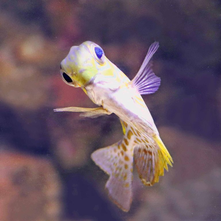 Goldline Rabbitfish