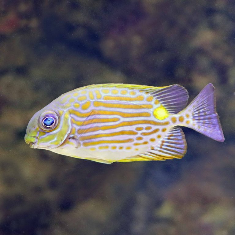 Goldline Rabbitfish