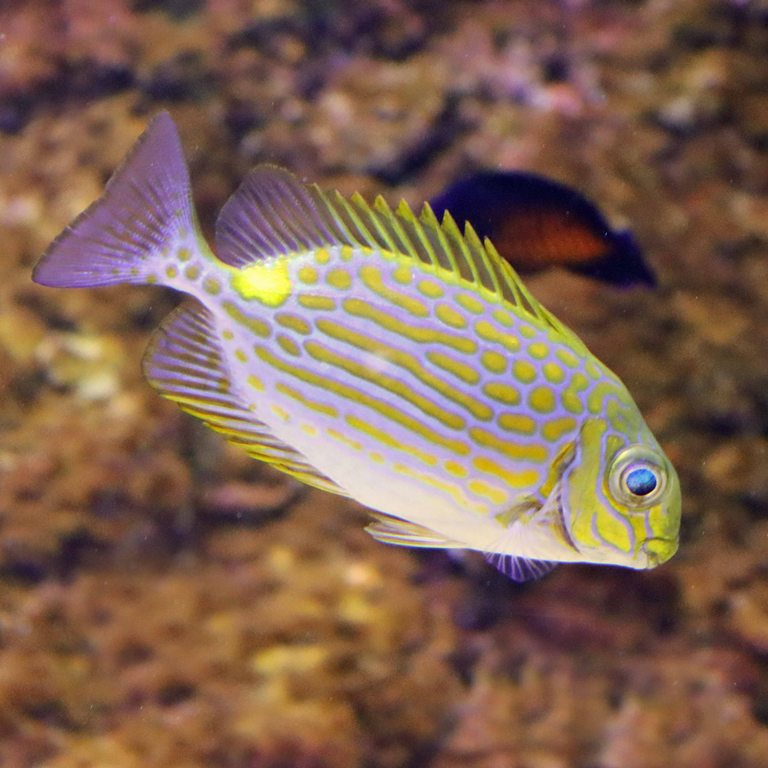 Goldline Rabbitfish