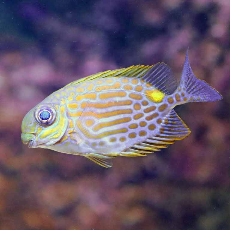 Goldline Rabbitfish