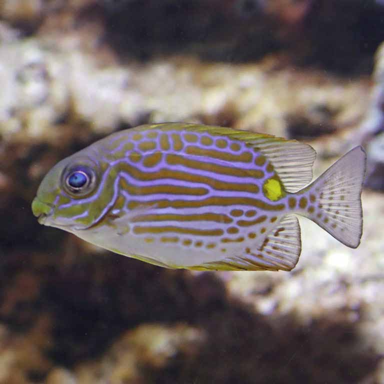 Goldline Rabbitfish