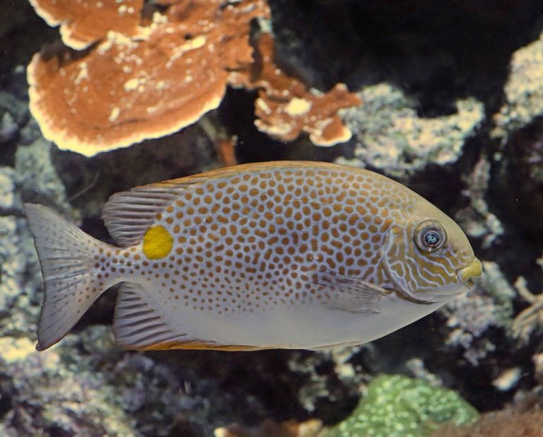 Gold-spotted Rabbitfish
