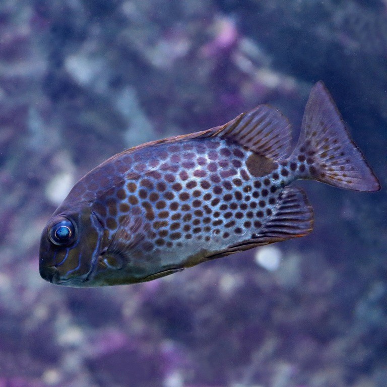 Gold-saddled Rabbitfish