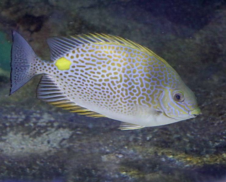 Orange-spotted Rabbitfish