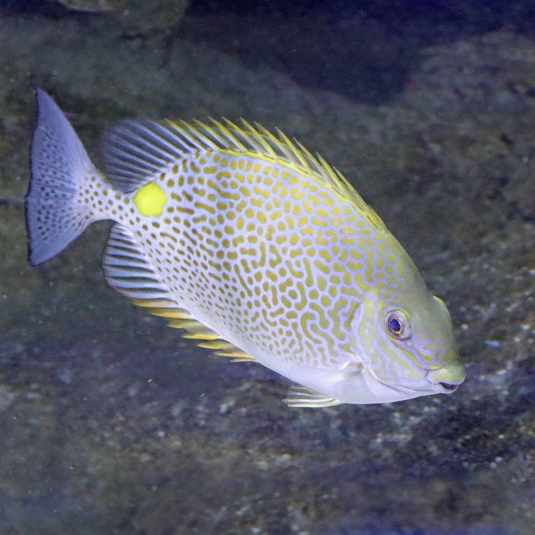 Gold-spotted Rabbitfish