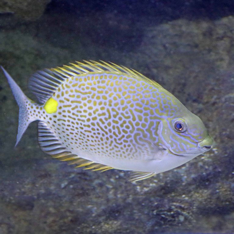 Orange-spotted Rabbitfish