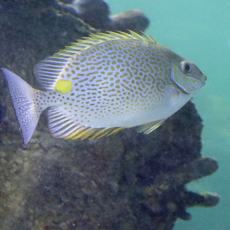 Orange-spotted Rabbitfish
