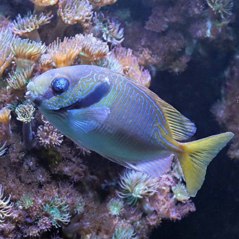Blue-lined Rabbitfish