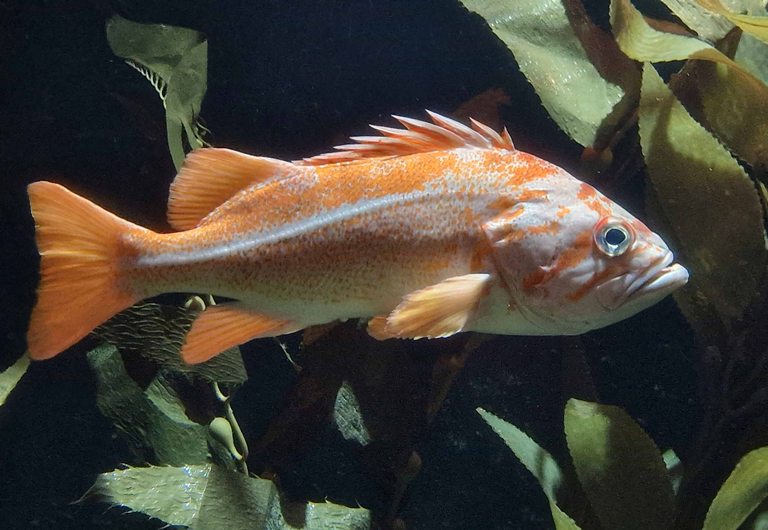 Canary Rockfish