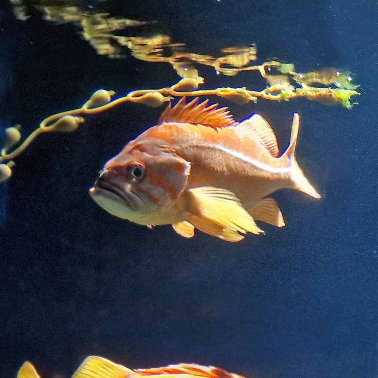 Canary Rockfish
