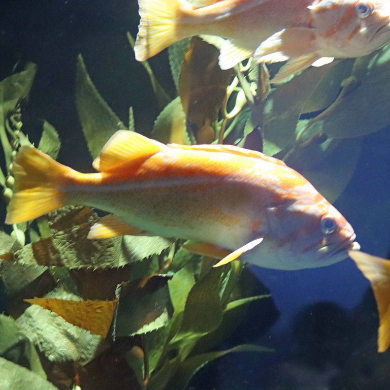 Canary Rockfish