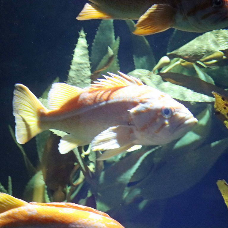 Canary Rockfish
