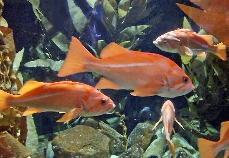 Canary Rockfish