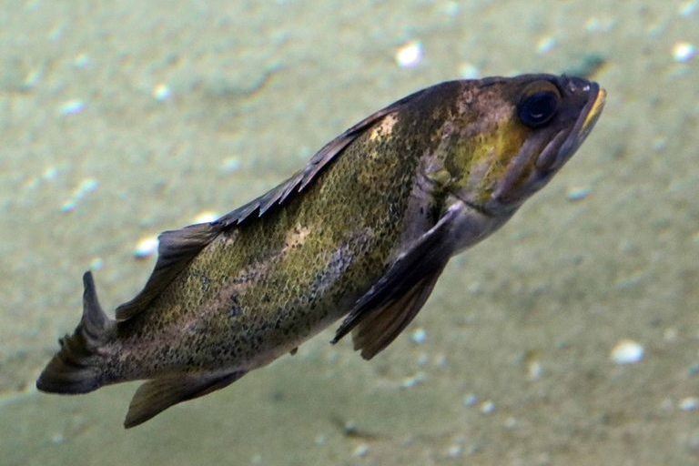 Copper Rockfish
