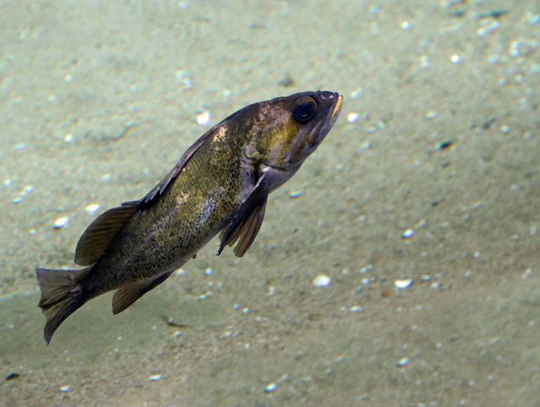 Copper Rockfish
