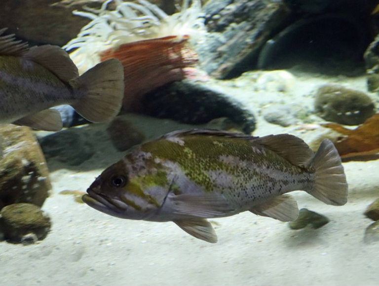 Copper Rockfish