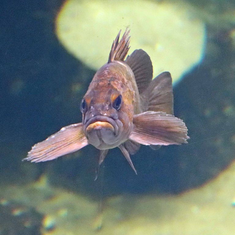 Quillback Rockfish