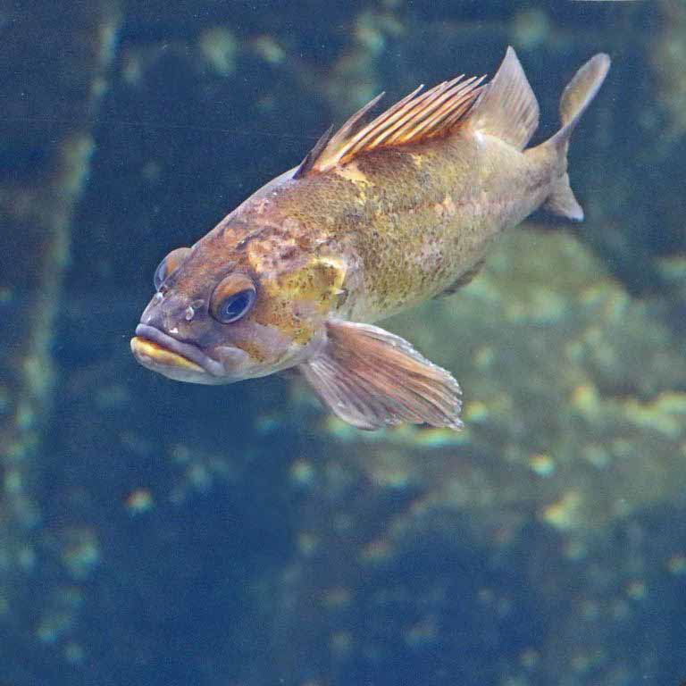 Quillback Rockfish