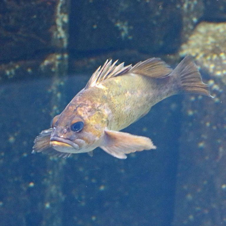 Quillback Rockfish