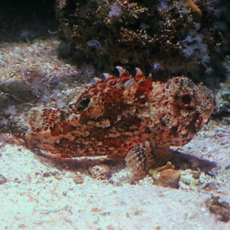 Small Red Scorpionfish