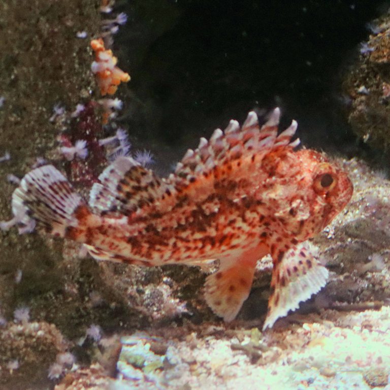 Small Red Scorpionfish