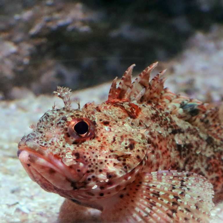 Small Red Scorpionfish