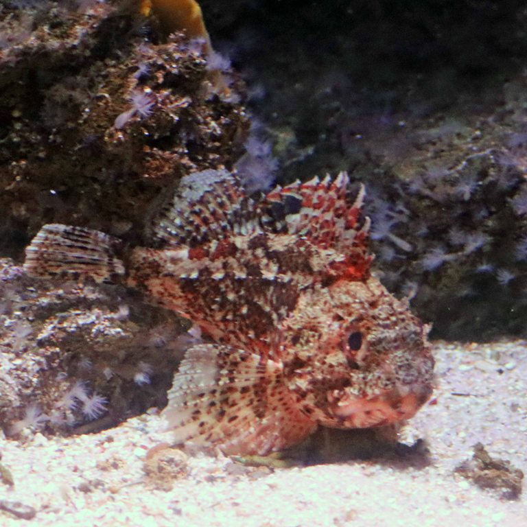 Small Red Scorpionfish