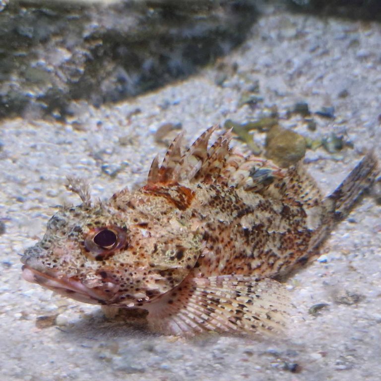 Small Red Scorpionfish