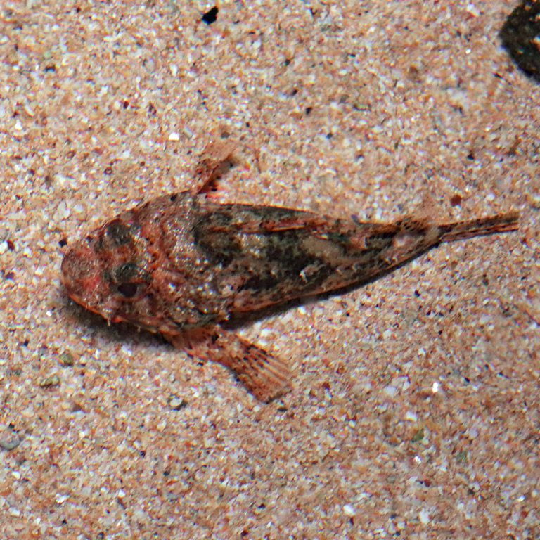 Small Red Scorpionfish