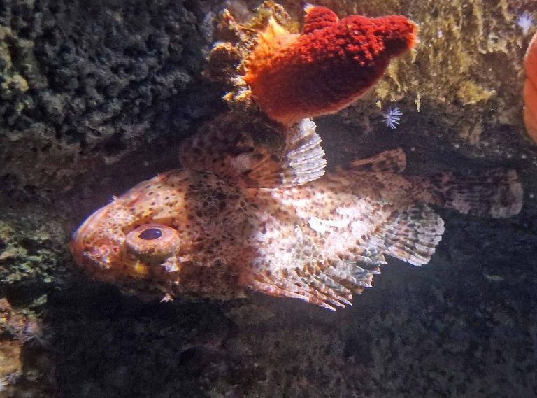 Small Red Scorpionfish