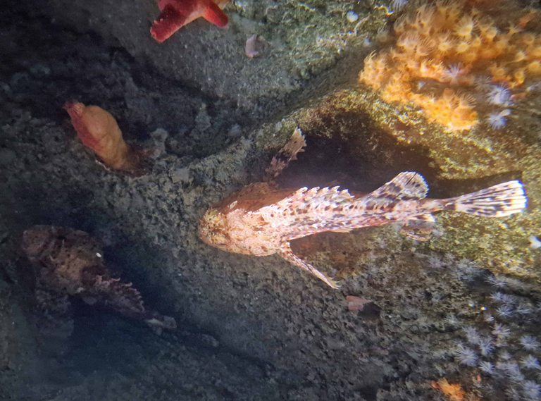 Small Red Scorpionfish