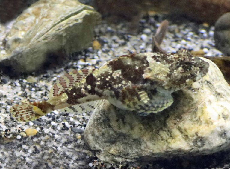 Shorthorn Sculpin