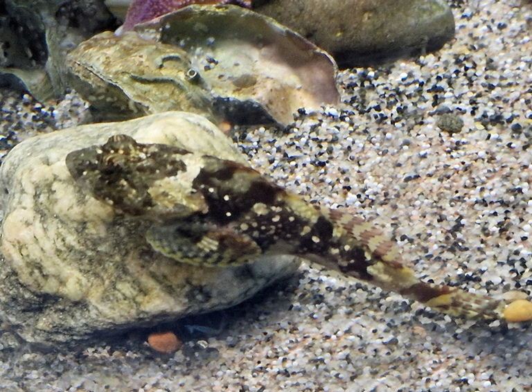 Shorthorn Sculpin