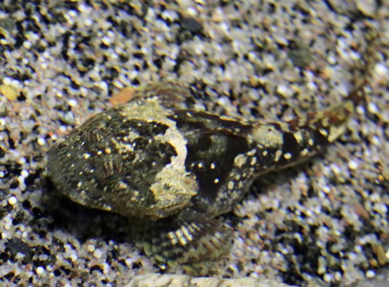 Shorthorn Sculpin