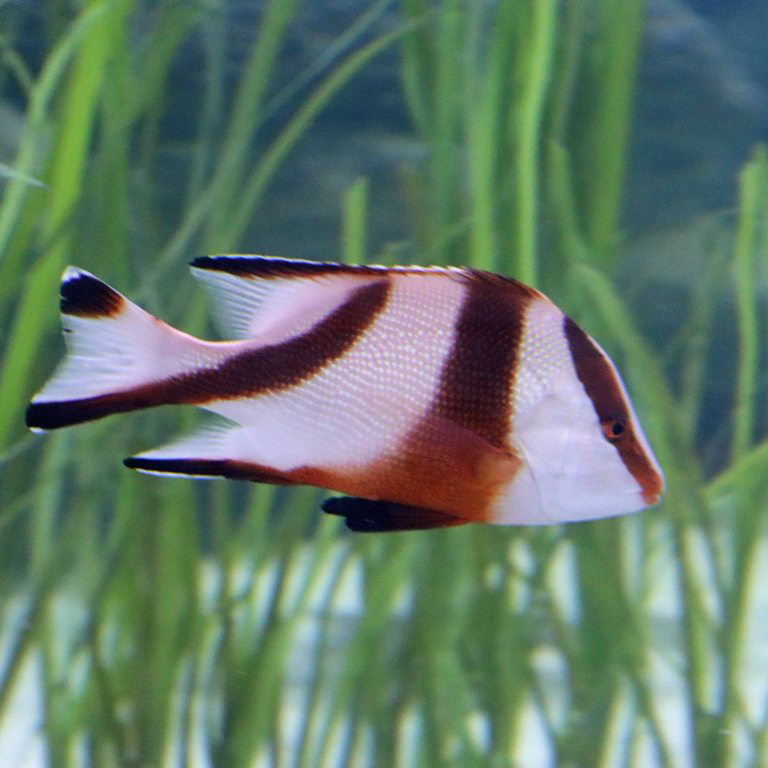 Emperor Red Snapper