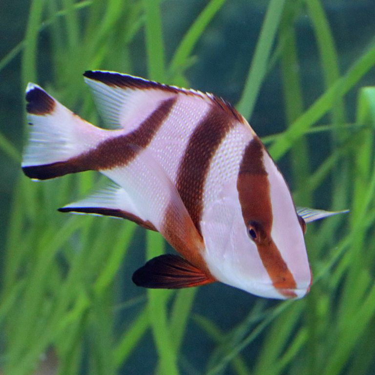 Emperor Red Snapper