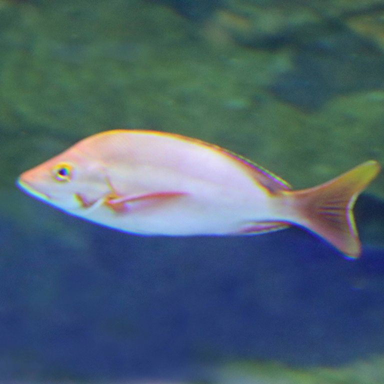 Humpback Red Snapper