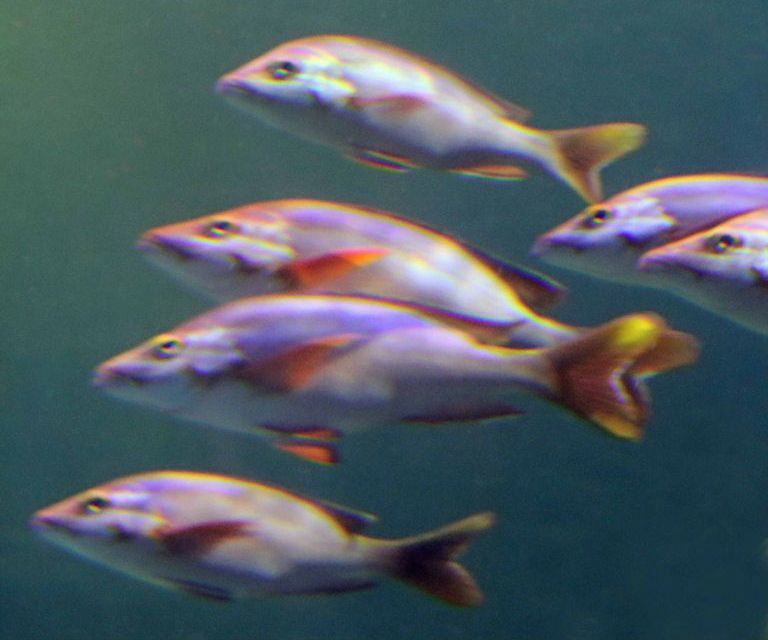 Humpback Red Snappers