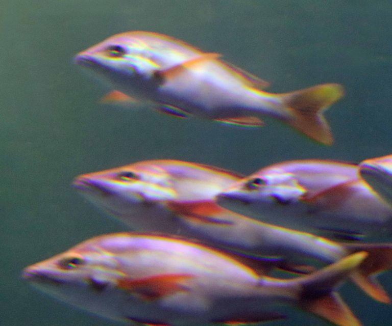 Humpback Red Snappers