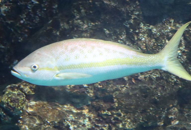 Yellowtail Snapper